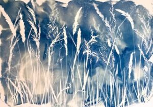 Cyanotype photography by Katherine Gallacher